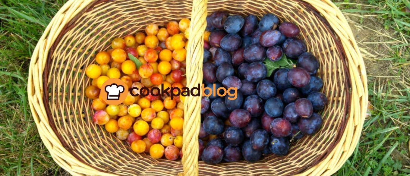 Mirabelle ou quetsche : comment différencier ces deux prunes et laquelle choisir ?