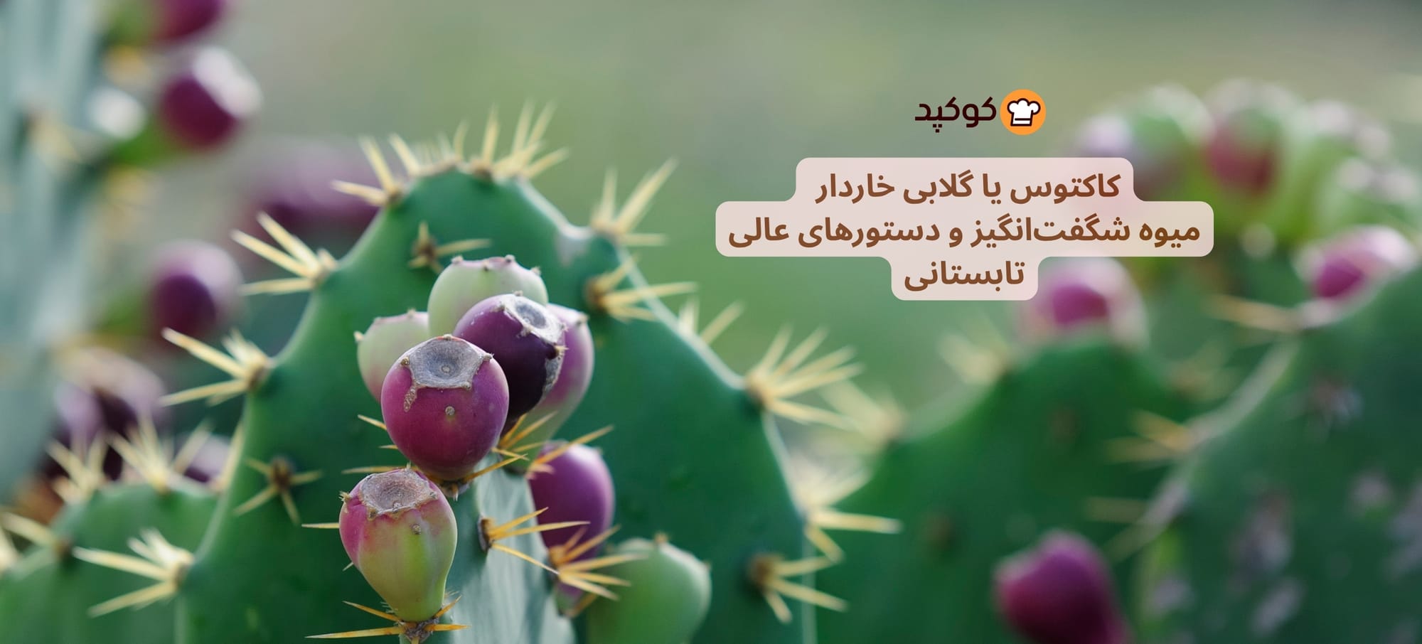 میوه کاکتوس (گلابی خاردار)! خواص شگفت‌انگیز و ۱۰ دستور خوشمزه تابستانی