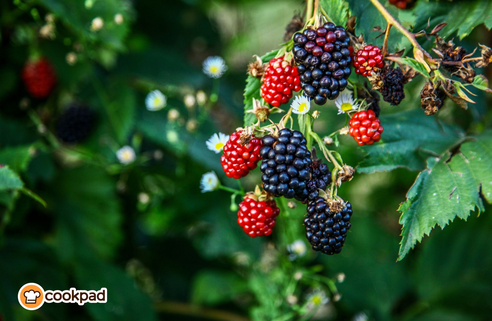 Brilliant Blackberry Ideas: Crumbles, Jams & Foraging Tips