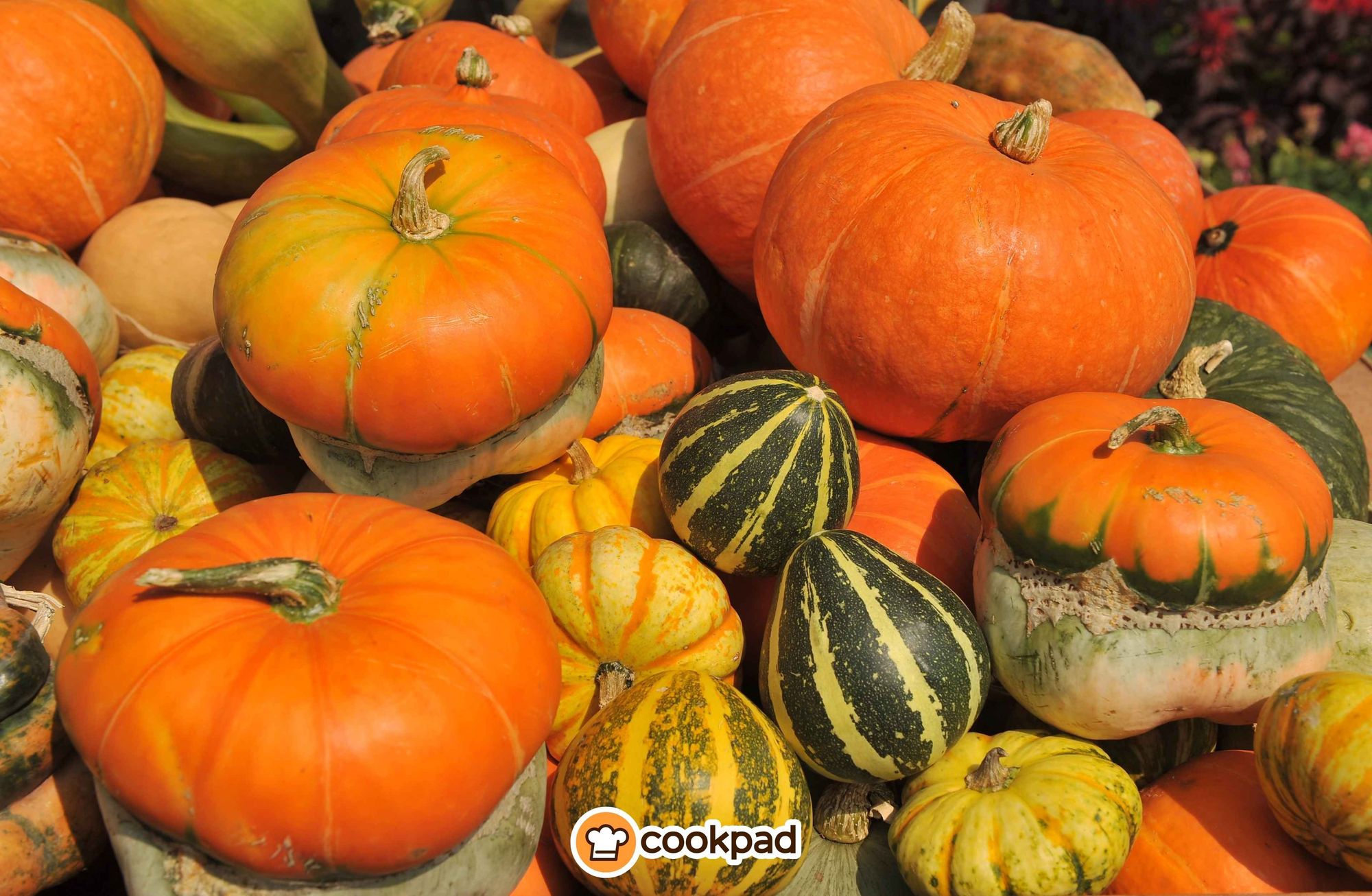 How to use your whole pumpkin: tips & recipes