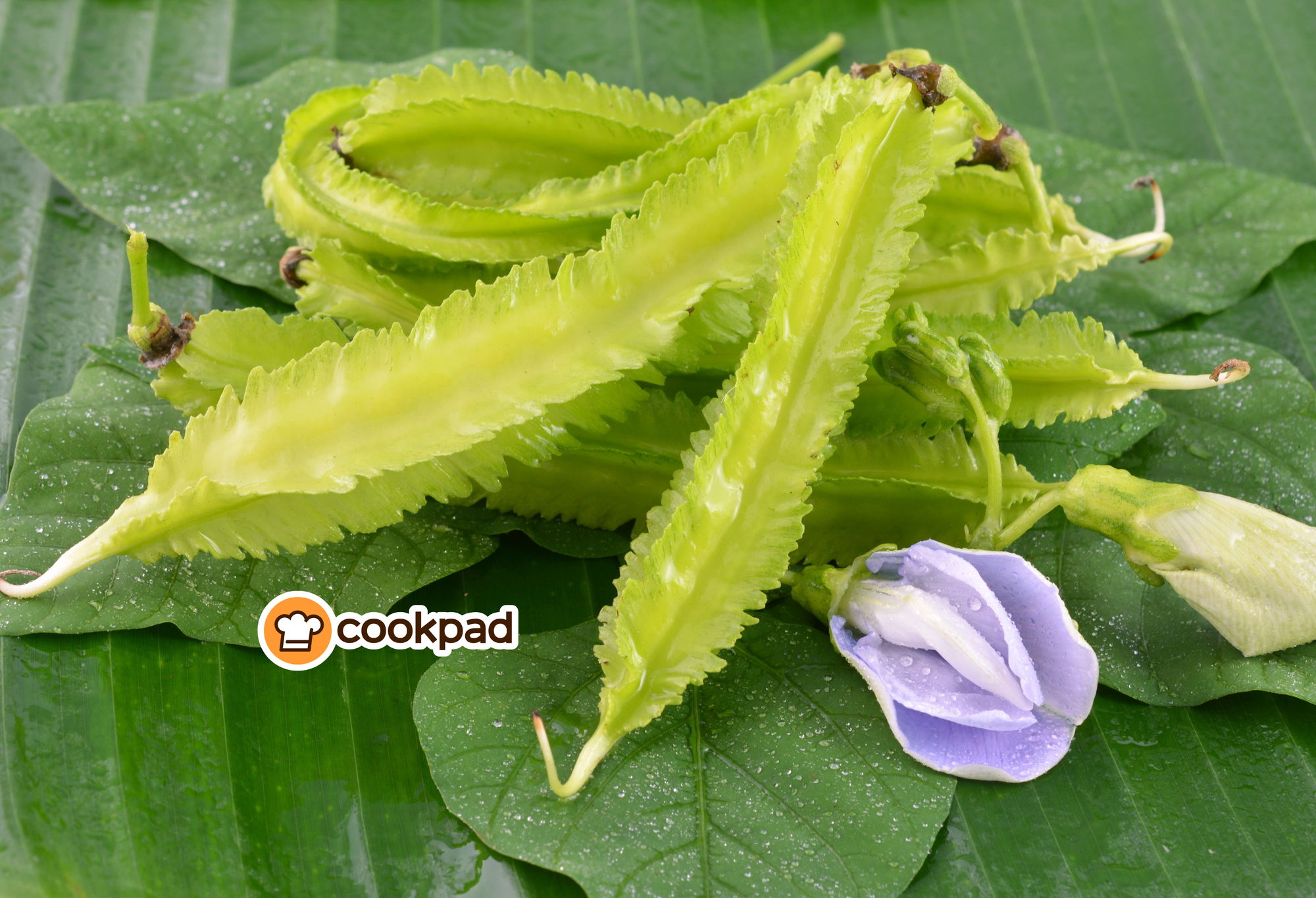 Đỗ khế là quả gì? Đỗ khế xào với gì ngon? 10 cách làm món ngon dân dã và mẹo hay khi chế biến đỗ khế