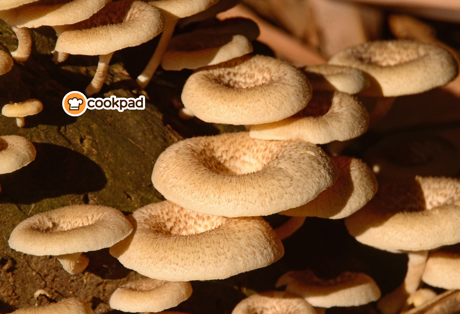 Nấm lọng sen còn gọi là nấm chân dài hay nấm loa kèn