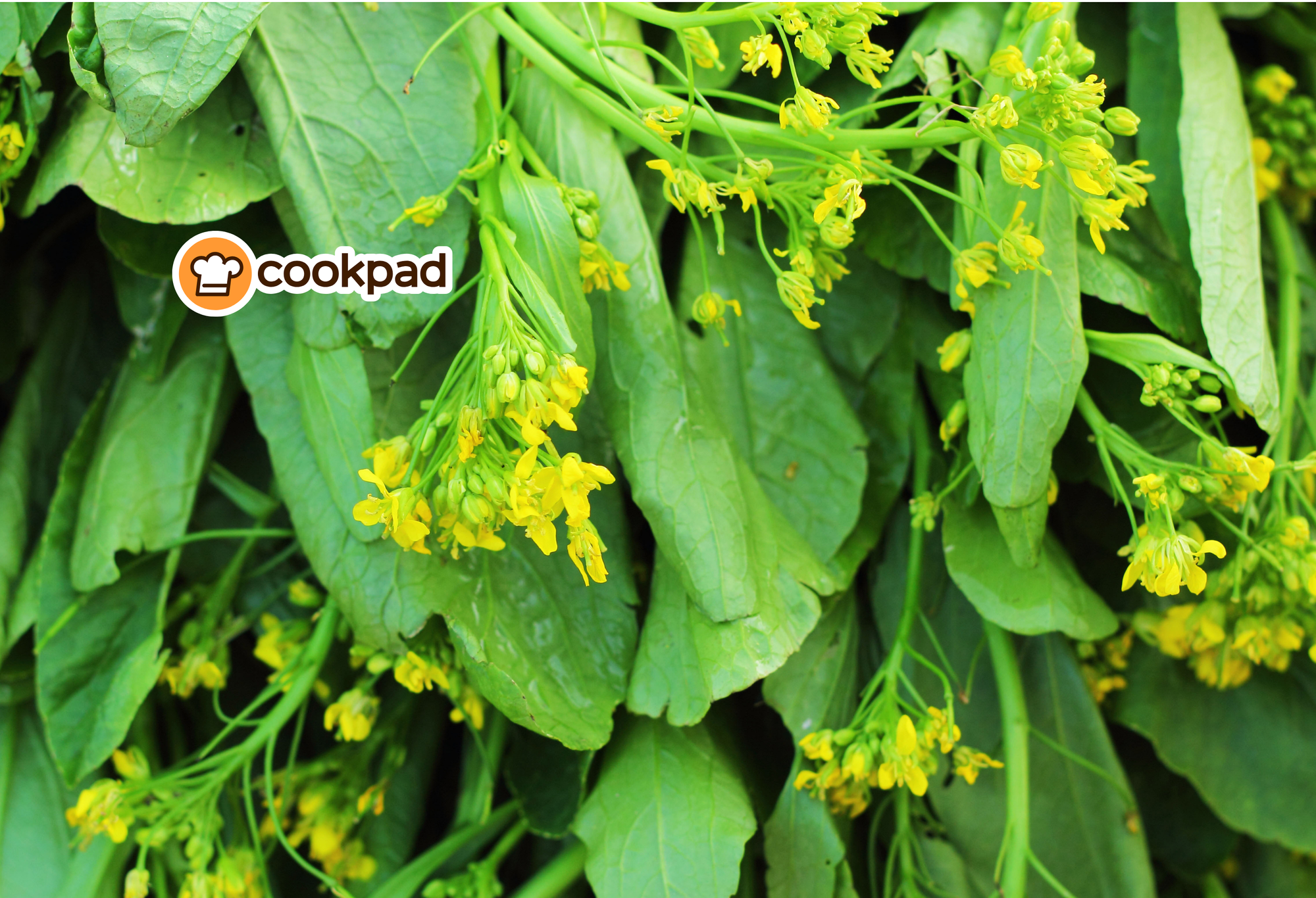 Hoa cải ngồng có ăn được không? Cải ngồng làm món gì ngon, dễ nấu tại nhà?